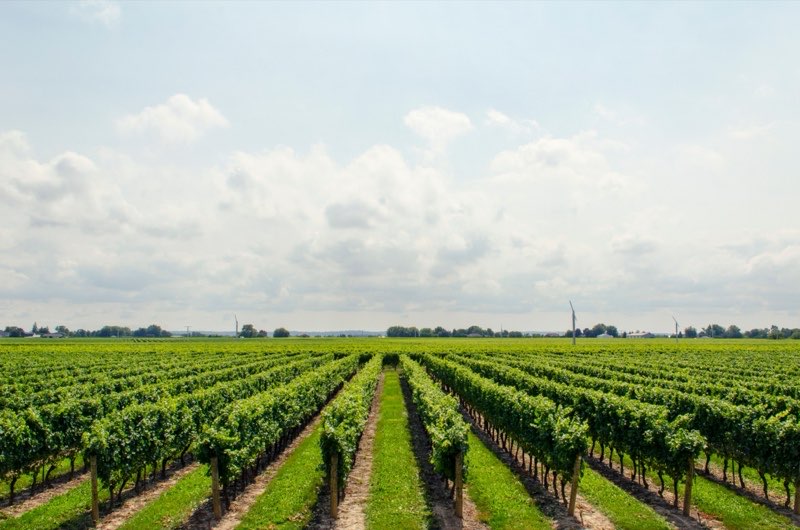 Rows of vineyard crops